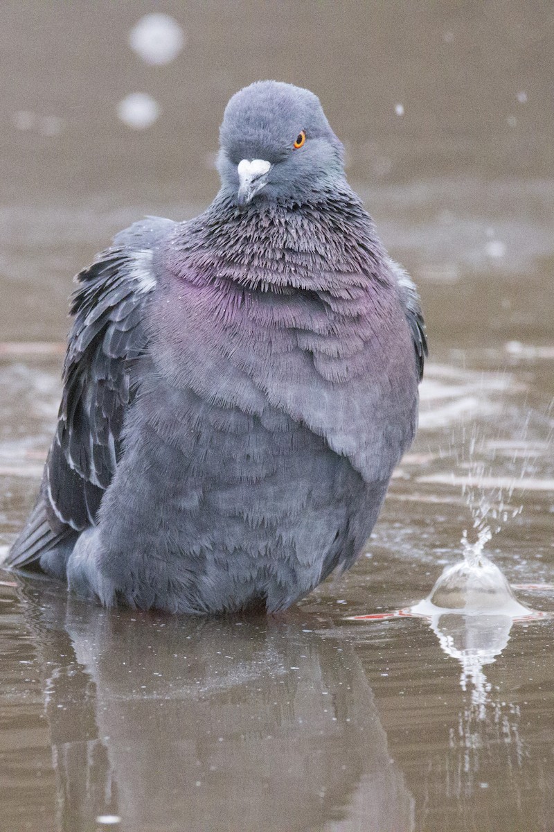 Rock Pigeon (Feral Pigeon) - ML191265871