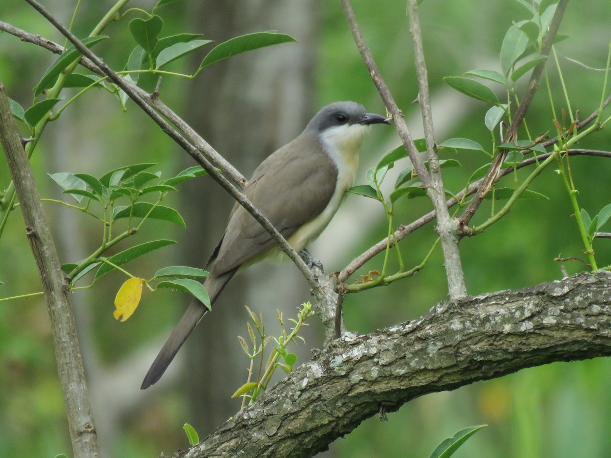 Dark-billed Cuckoo - Diego Bastías Birding Guide