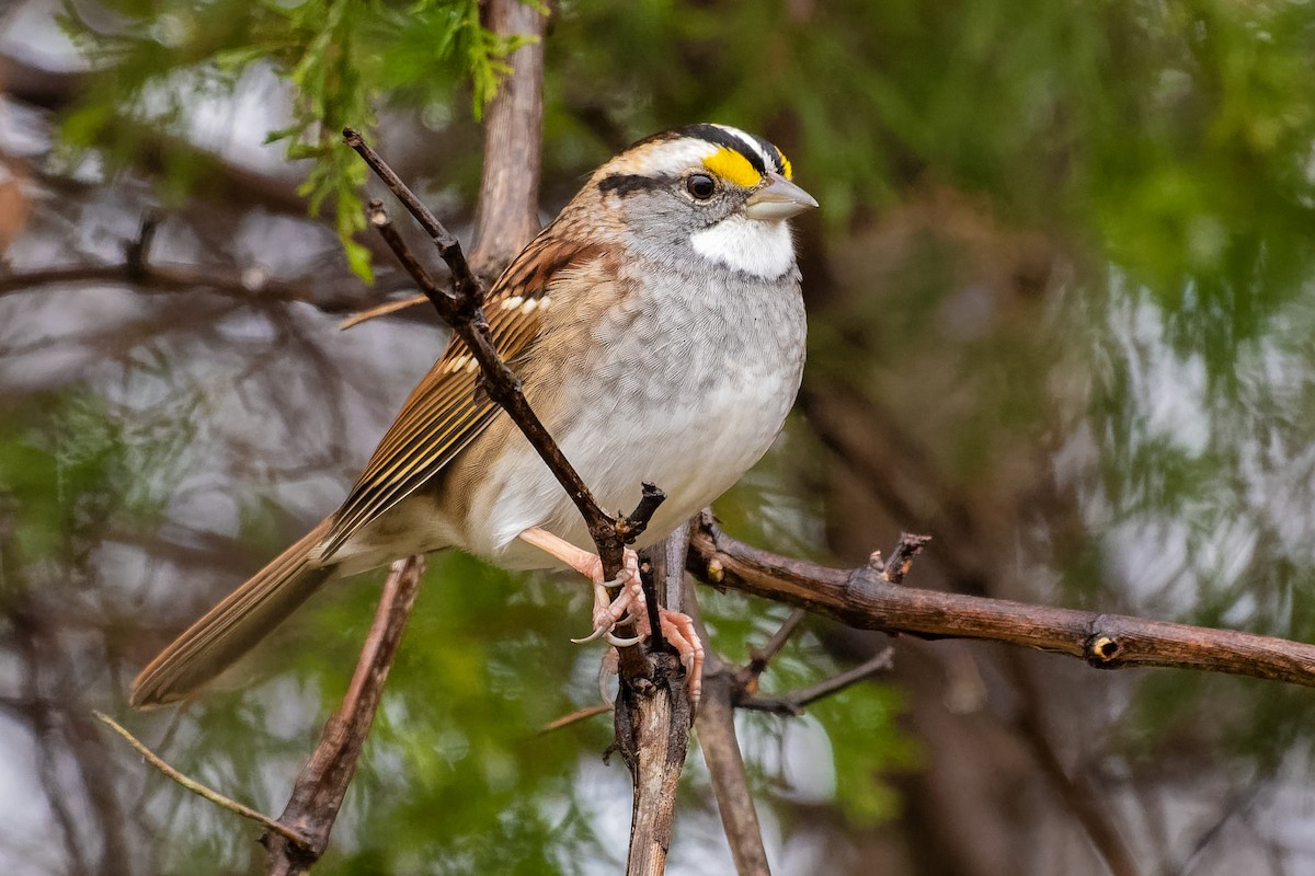 White-throated Sparrow - ML191268091
