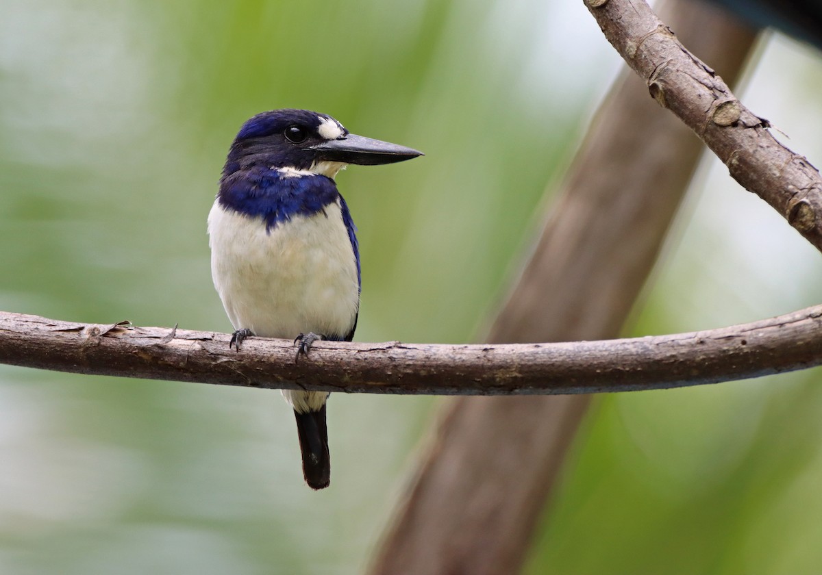 Blue-and-white Kingfisher - Luke Seitz