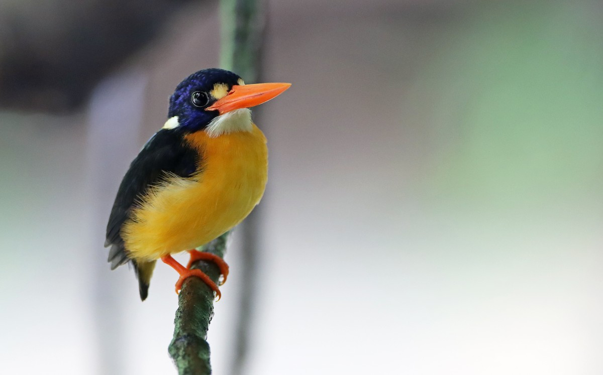 Moluccan Dwarf-Kingfisher (North Moluccan) - Luke Seitz