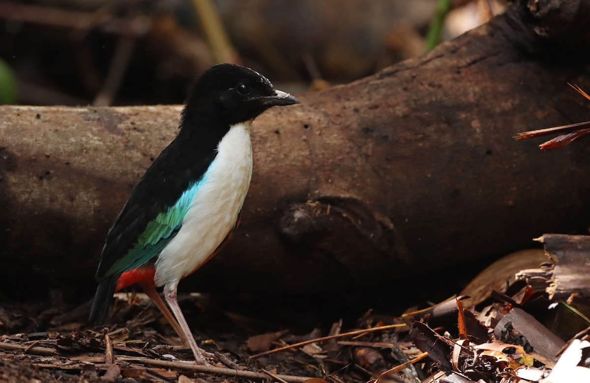 Ivory-breasted Pitta - ML191272061