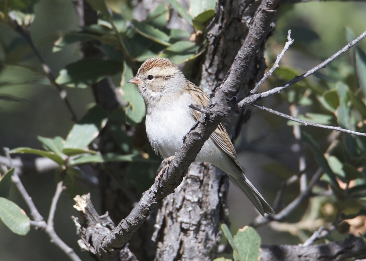 Chipping Sparrow - ML191280071