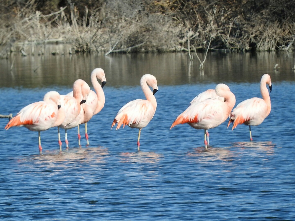 Chilean Flamingo - ML191289881