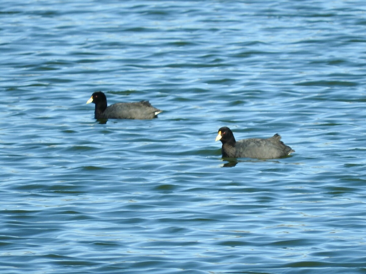 White-winged Coot - ML191290031