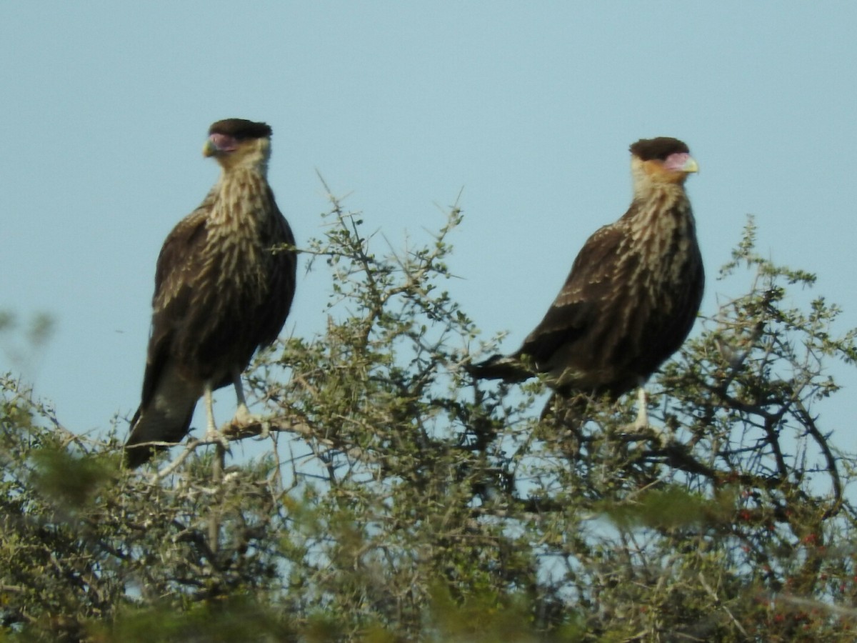 Crested Caracara (Southern) - ML191291051