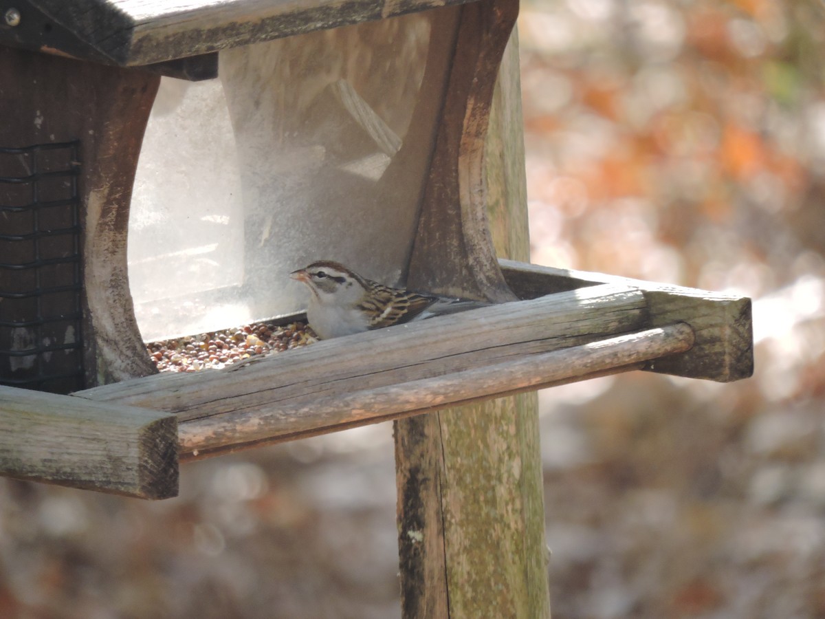 Chipping Sparrow - ML191296601