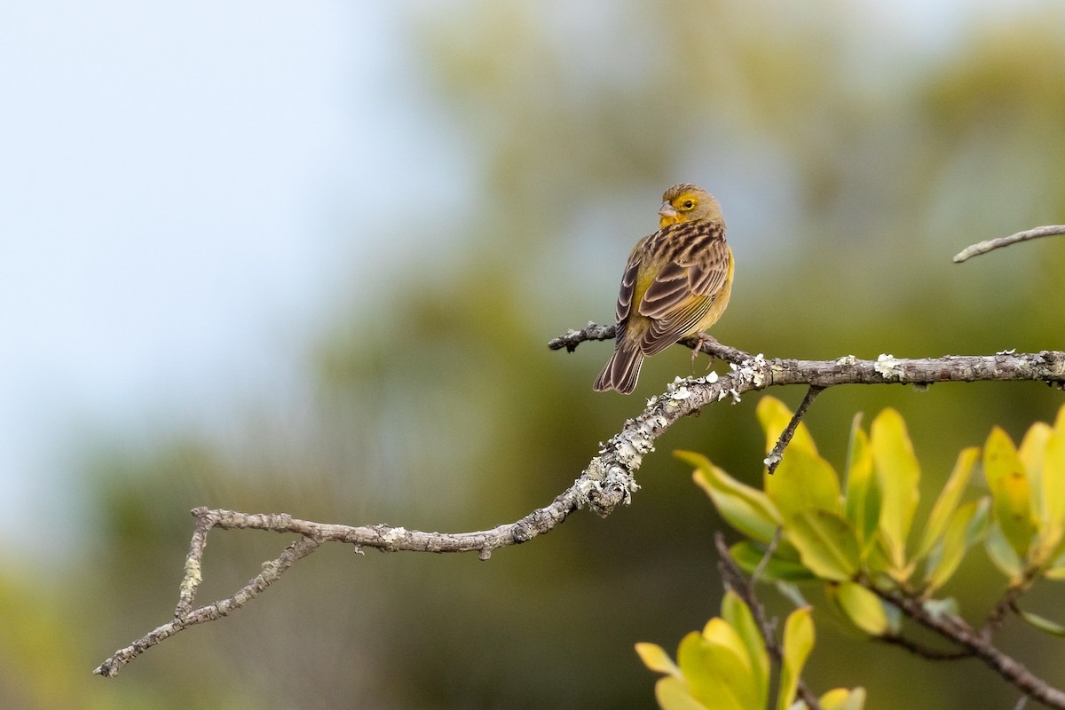 Grassland Yellow-Finch (Montane) - Rob Felix