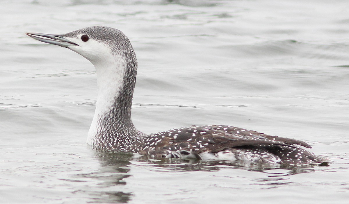 Red-throated Loon - Chet McGaugh