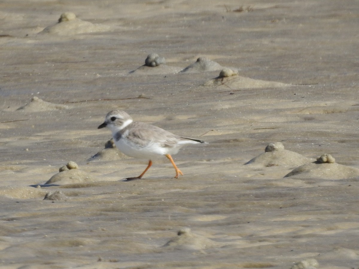 Piping Plover - Bill Stanley