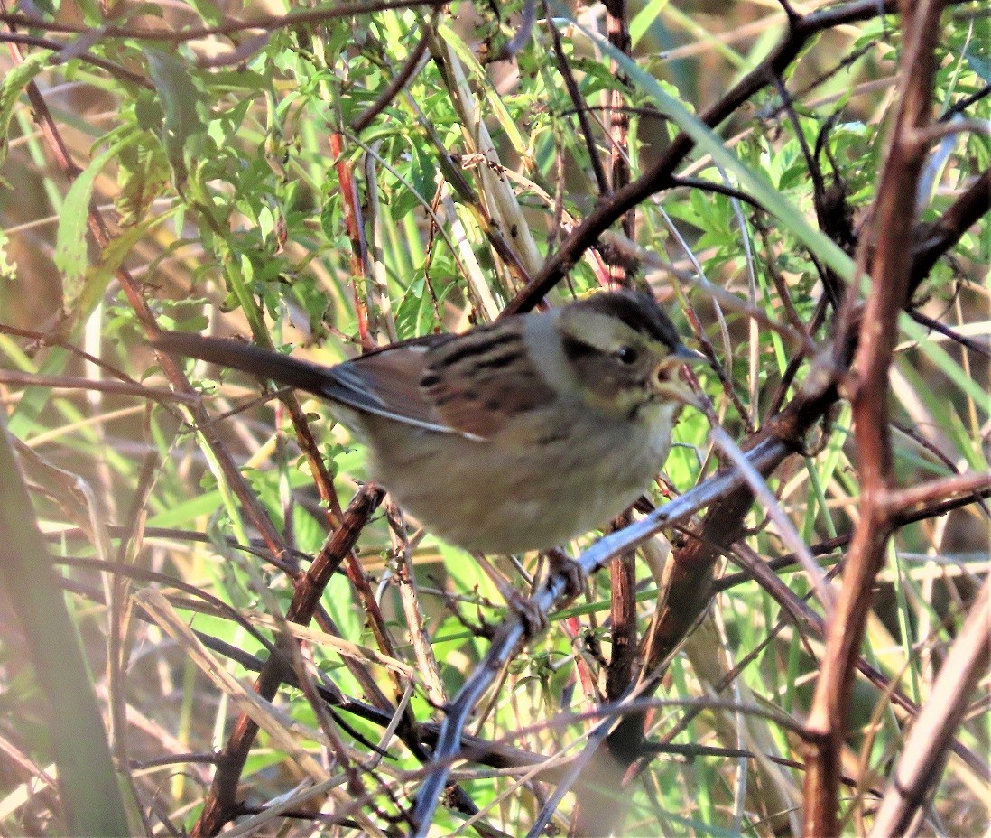 Swamp Sparrow - ML191300601
