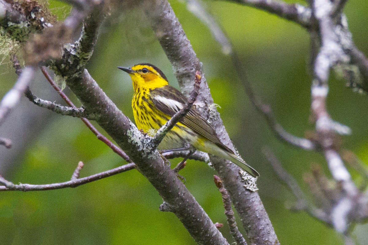 Cape May Warbler - Mitch (Michel) Doucet