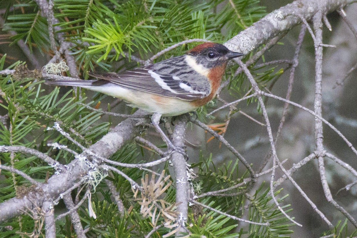 Bay-breasted Warbler - ML191301061