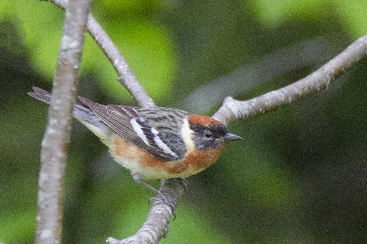 Bay-breasted Warbler - Mitch (Michel) Doucet