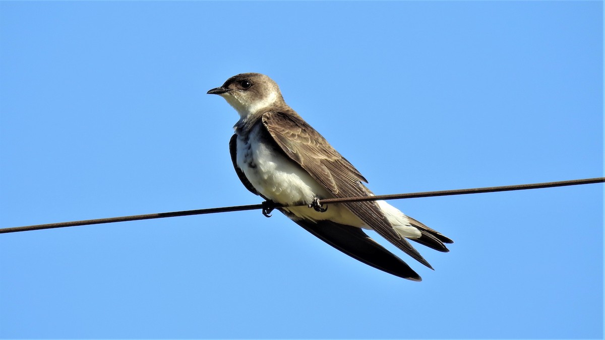 Brown-chested Martin - ML191302301