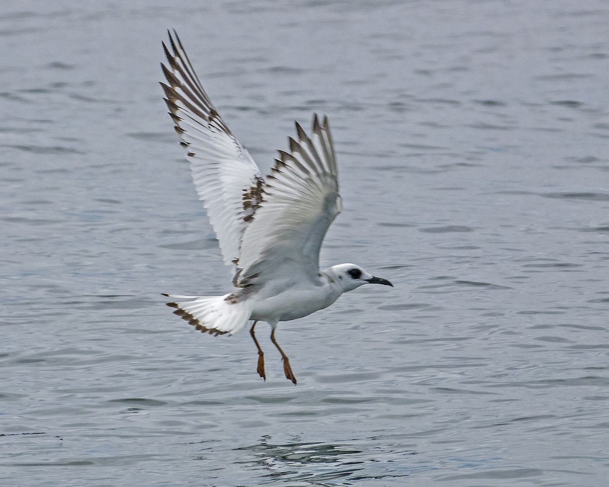 Swallow-tailed Gull - Ron Ridout