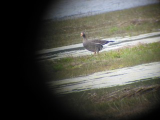 Greater White-fronted Goose, ML191304041