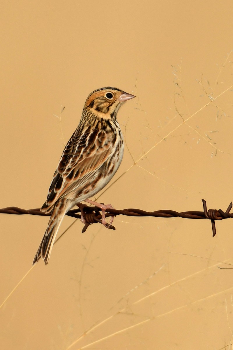 Baird's Sparrow - Tony Battiste