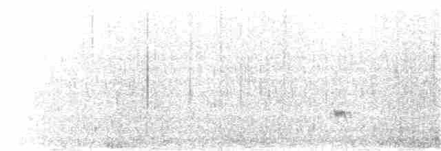 Побережник берингійський (підвид ptilocnemis) - ML191314081