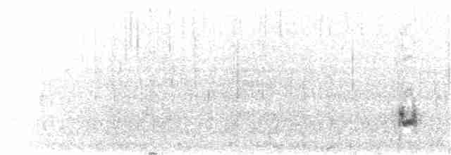 Побережник берингійський (підвид ptilocnemis) - ML191314851