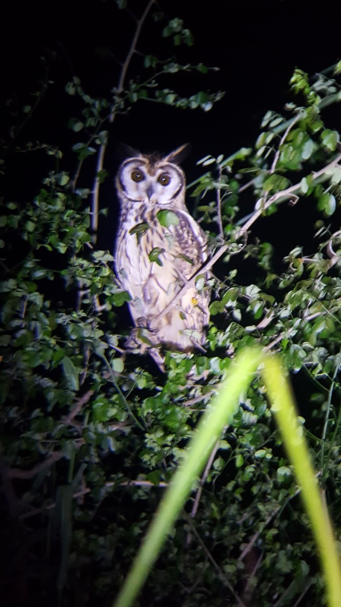 Striped Owl - ML191316391