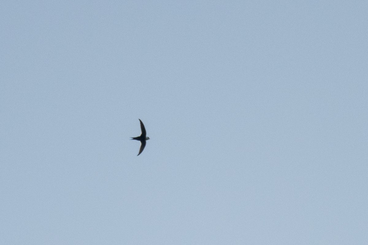 Lesser Swallow-tailed Swift - John Cahill xikanel.com