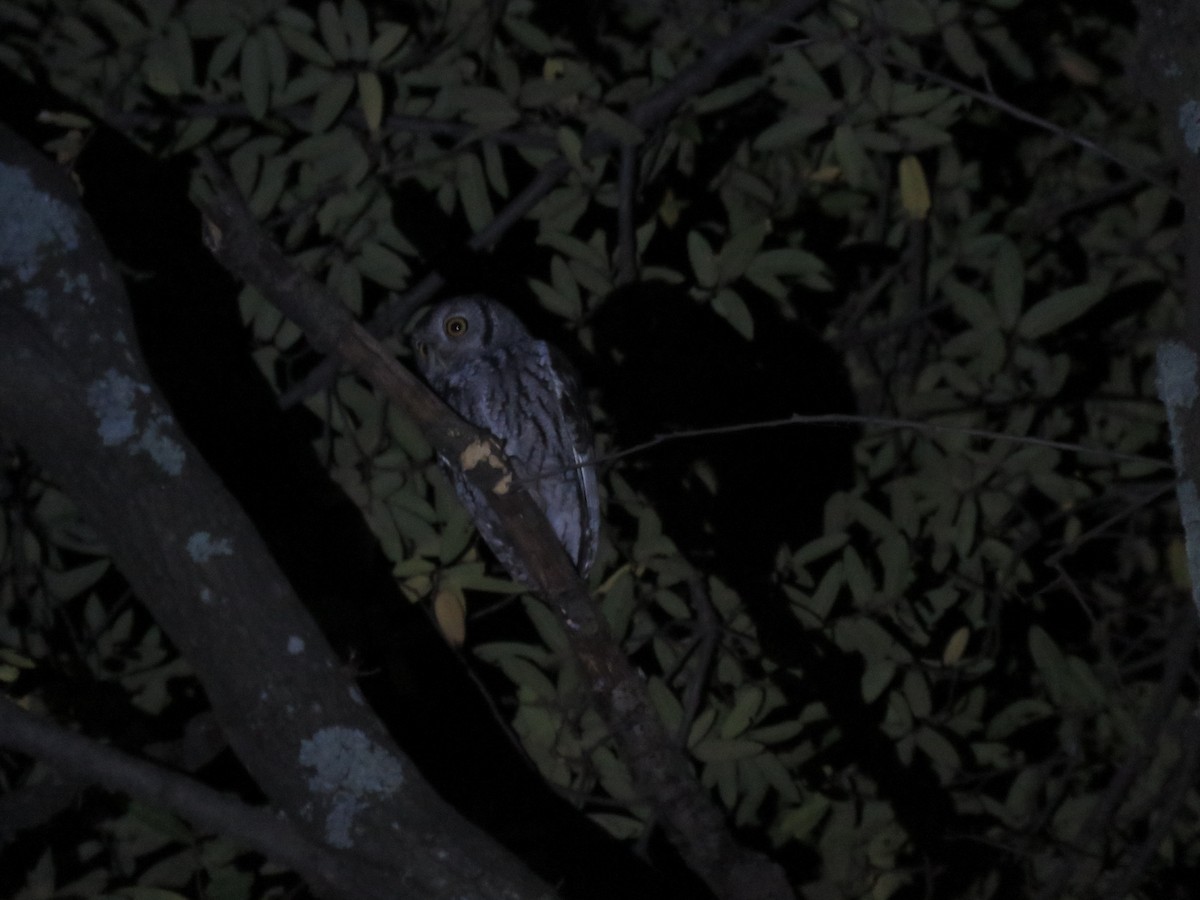 Western Screech-Owl - Irais Torres