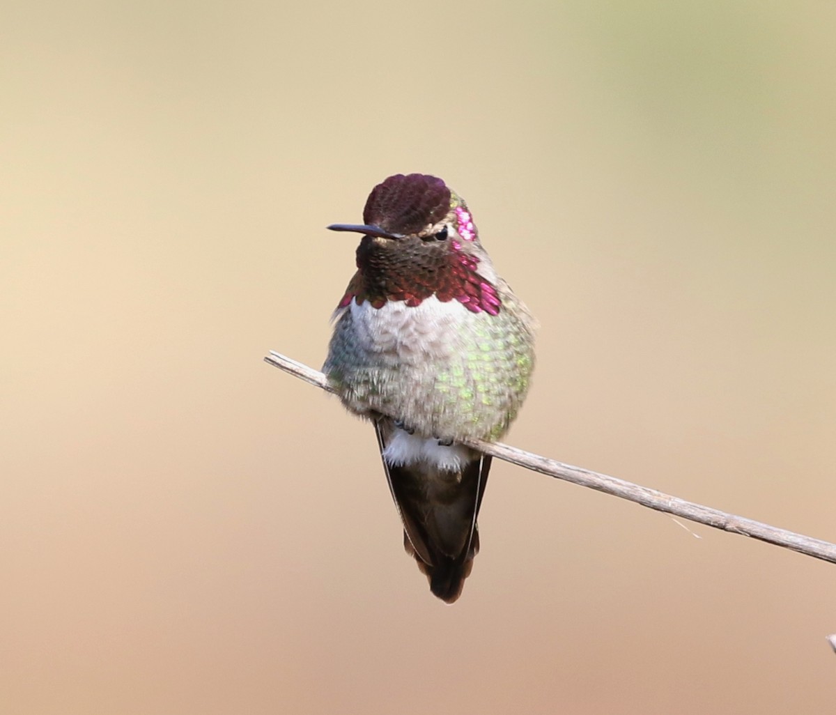 Anna's Hummingbird - ML191325571