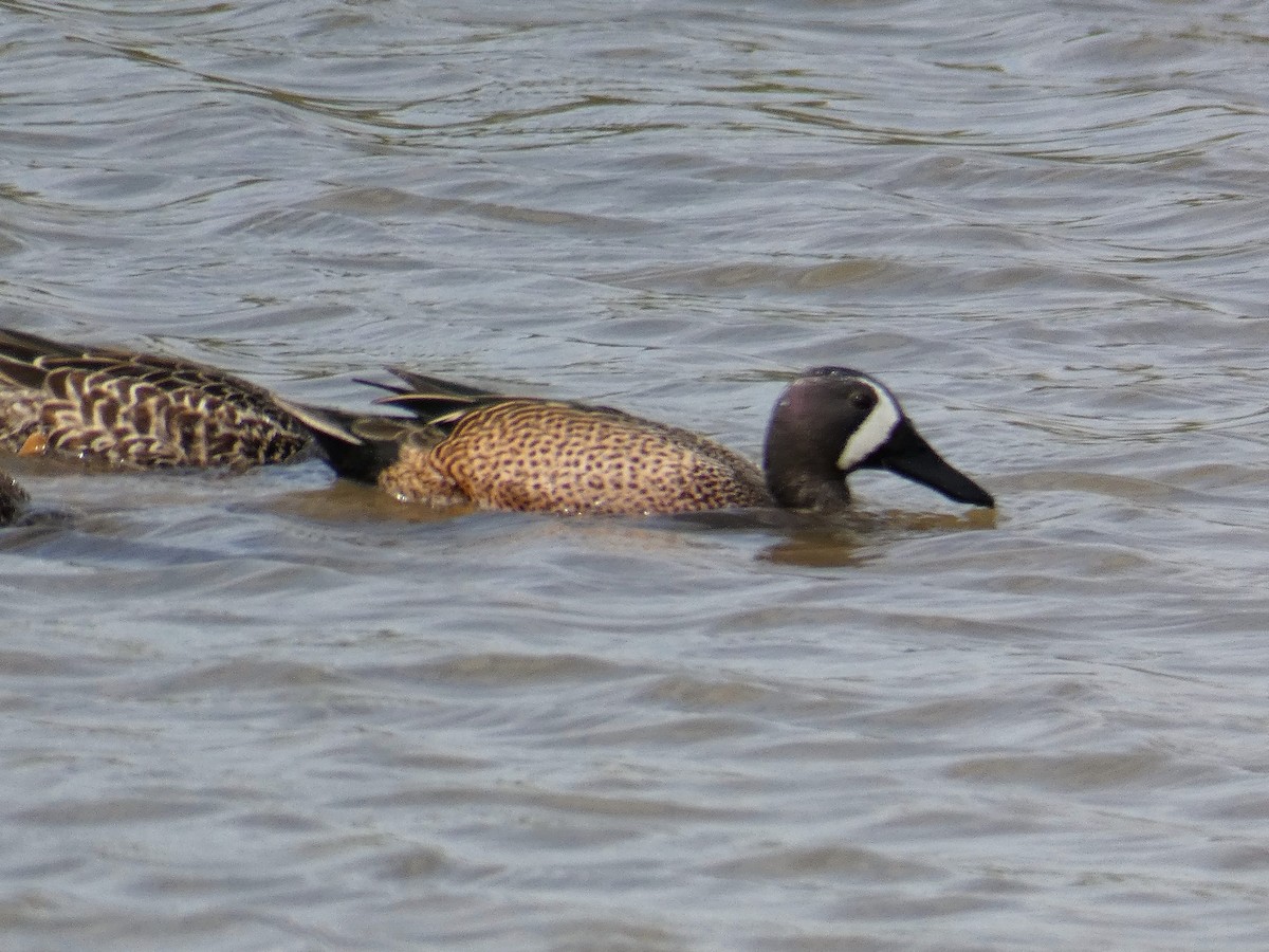 Blue-winged Teal - ML191326271