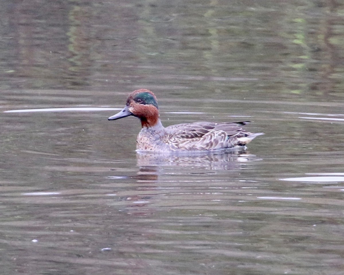 Green-winged Teal - Terence Degan