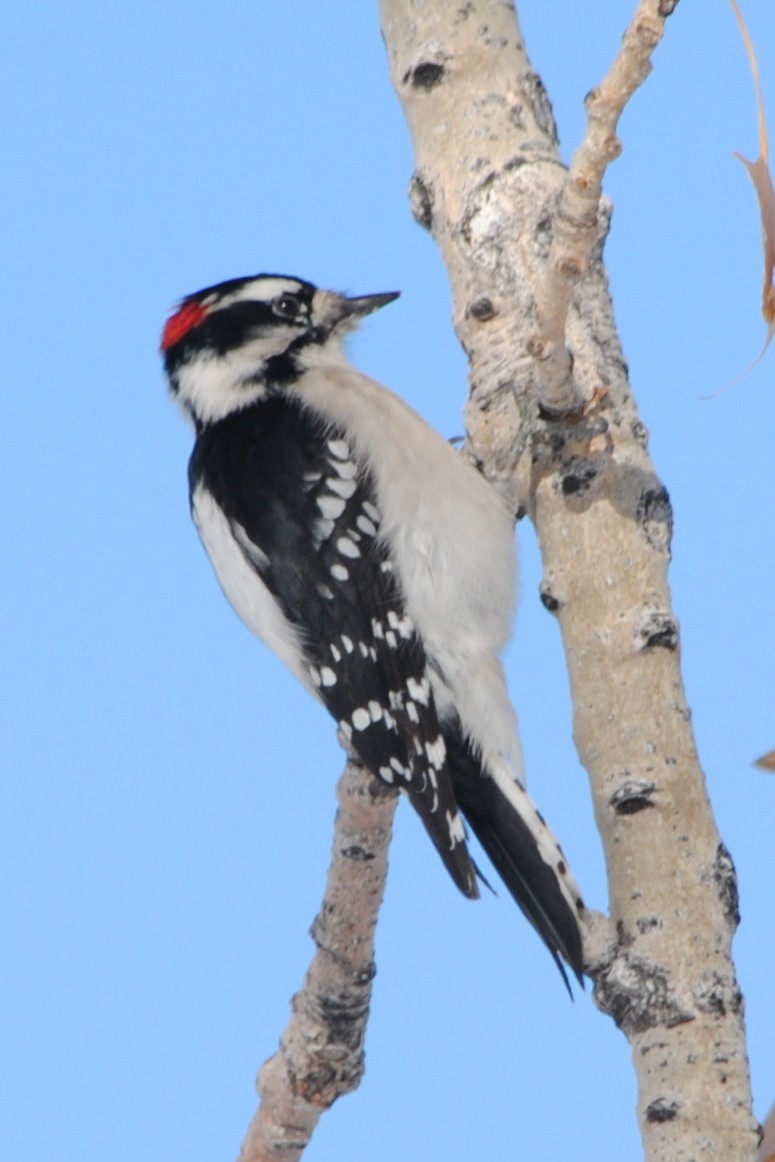 Downy Woodpecker - ML191328791