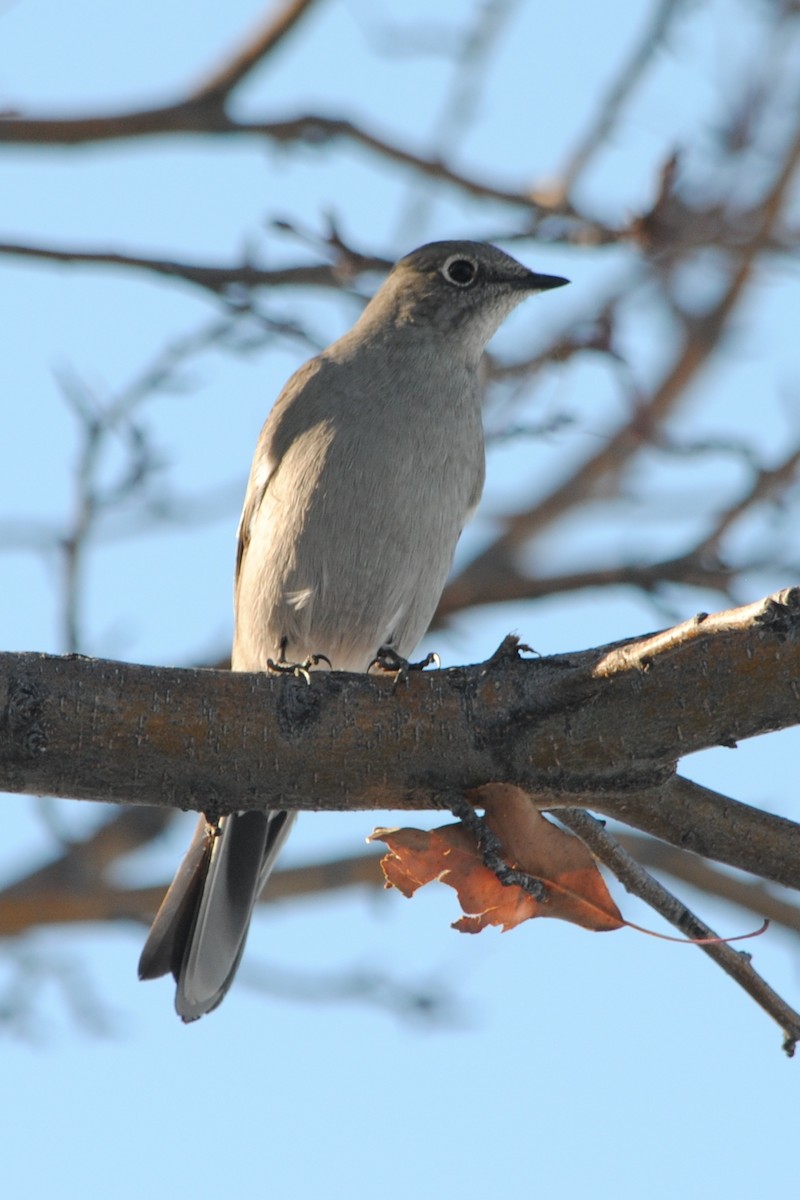 Townsend's Solitaire - ML191328881