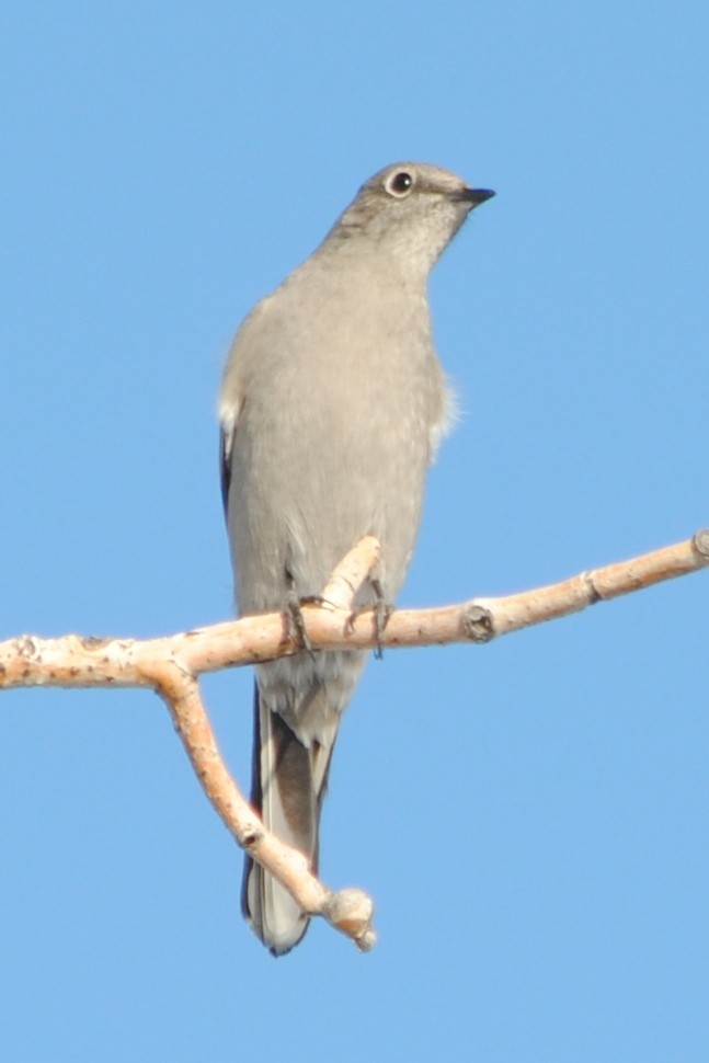 Townsend's Solitaire - ML191328891