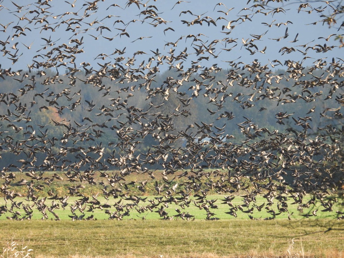 eBird Checklist - 25 Oct 2019 - Sauvie Island--Raccoon Point - 31 species