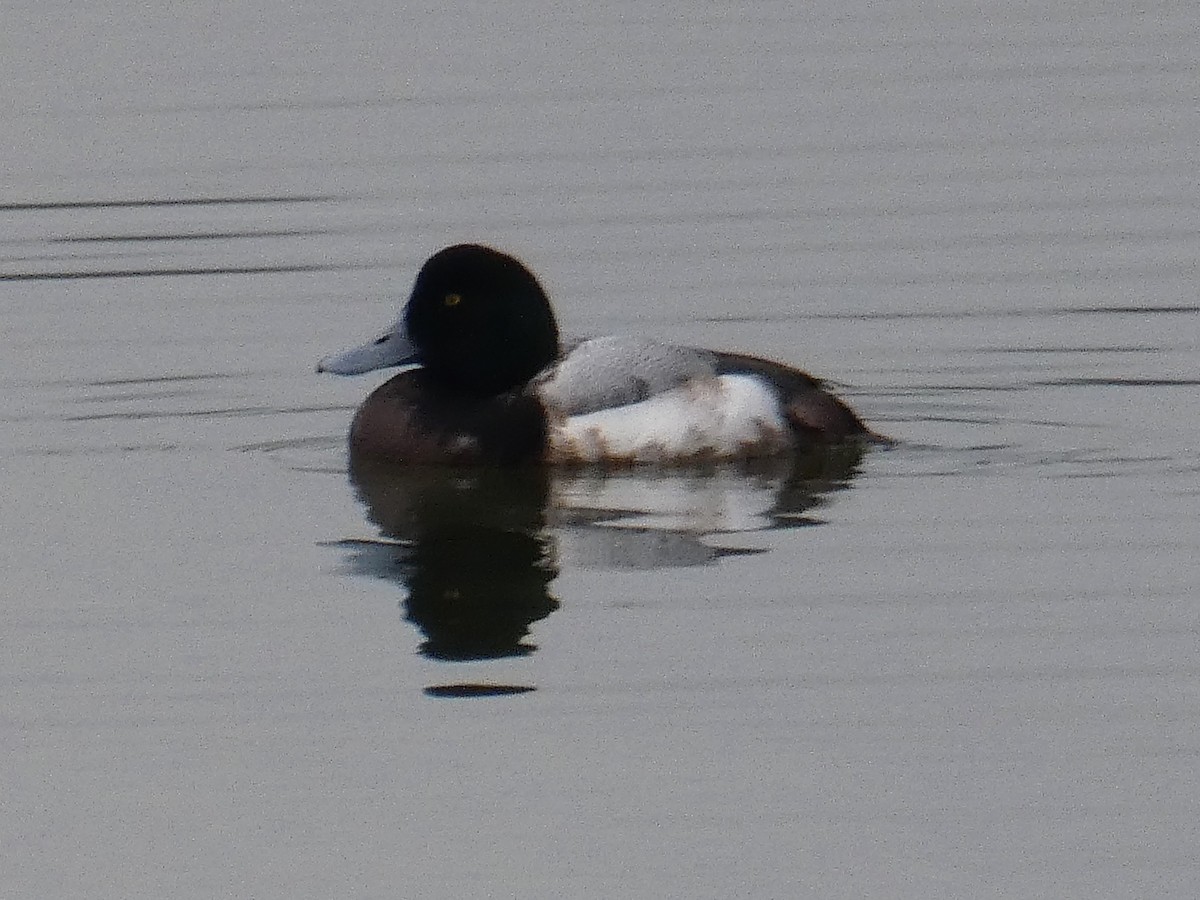 Greater Scaup - James Court