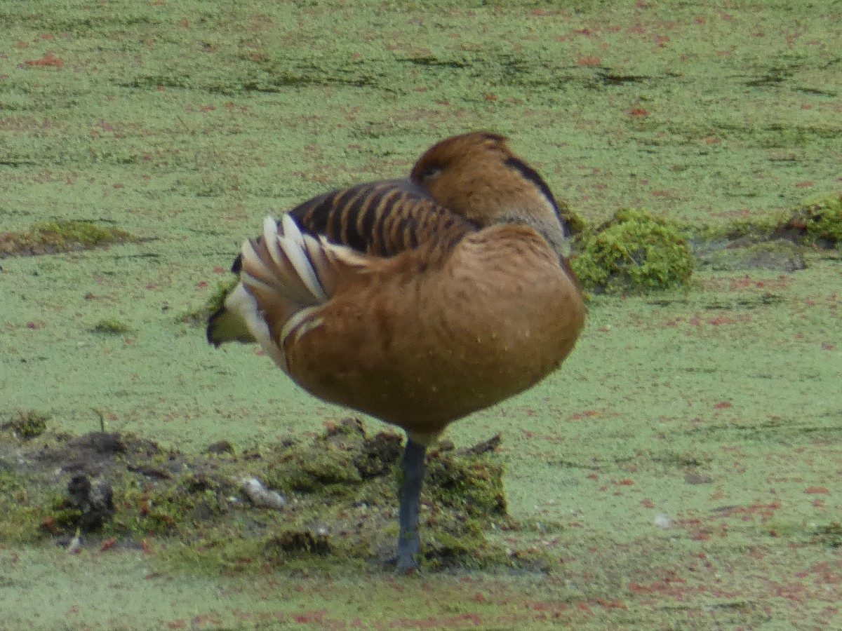 Fulvous Whistling-Duck - ML191334131