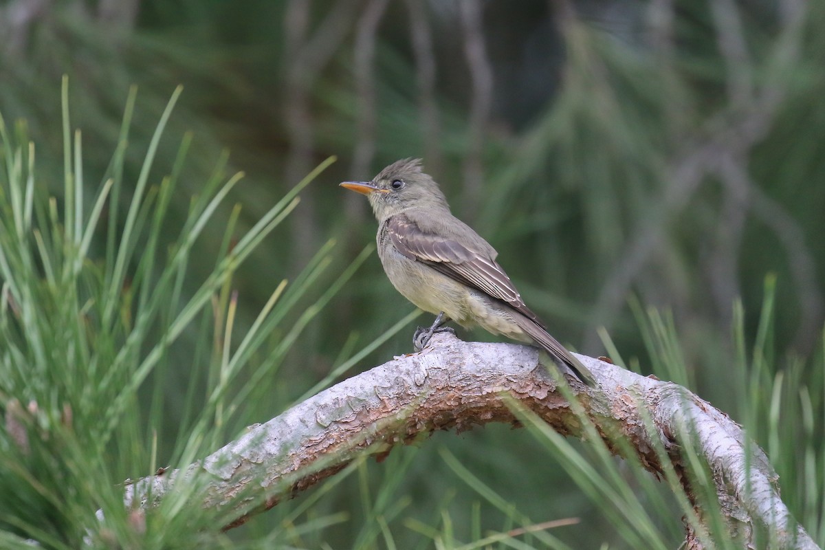 Greater Pewee - ML191335811