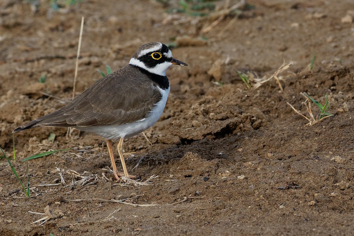 Little Ringed Plover (curonicus) - ML191336781