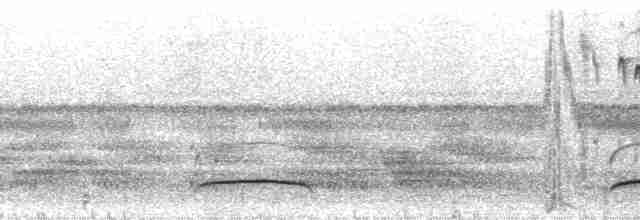 Copetón de Swainson - ML19134
