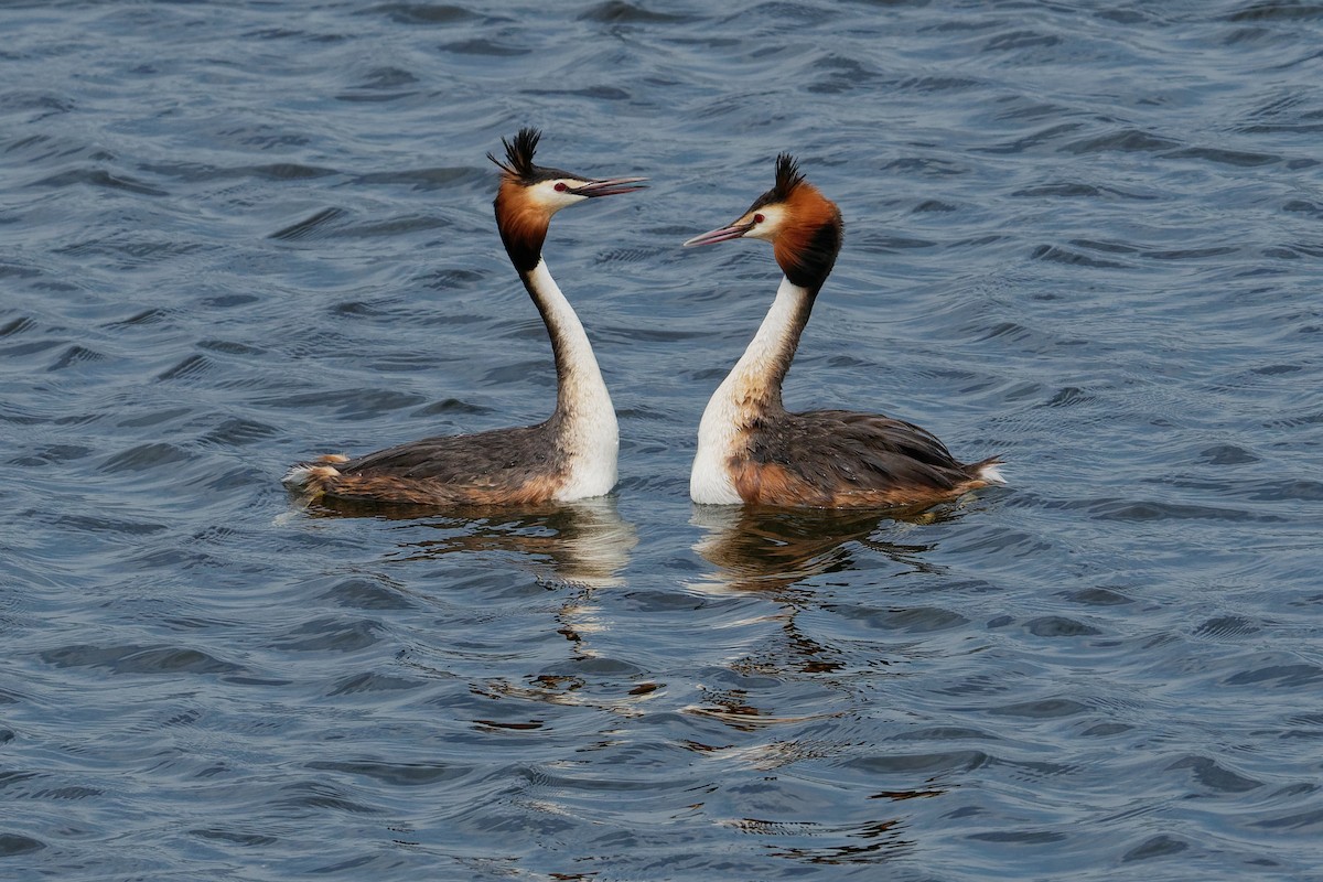 Great Crested Grebe - Vincent Wang
