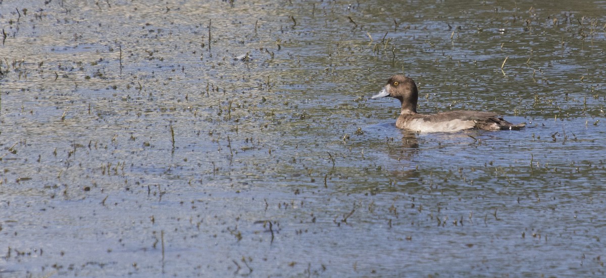 Greater Scaup - ML191340431
