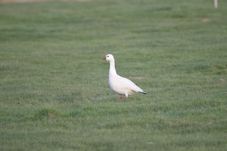 Ross's Goose, ML191341811