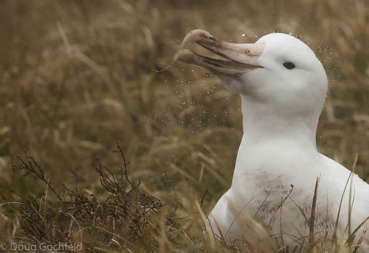 Southern Royal Albatross - Doug Gochfeld