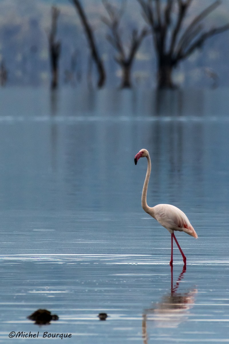 Greater Flamingo - Michel Bourque