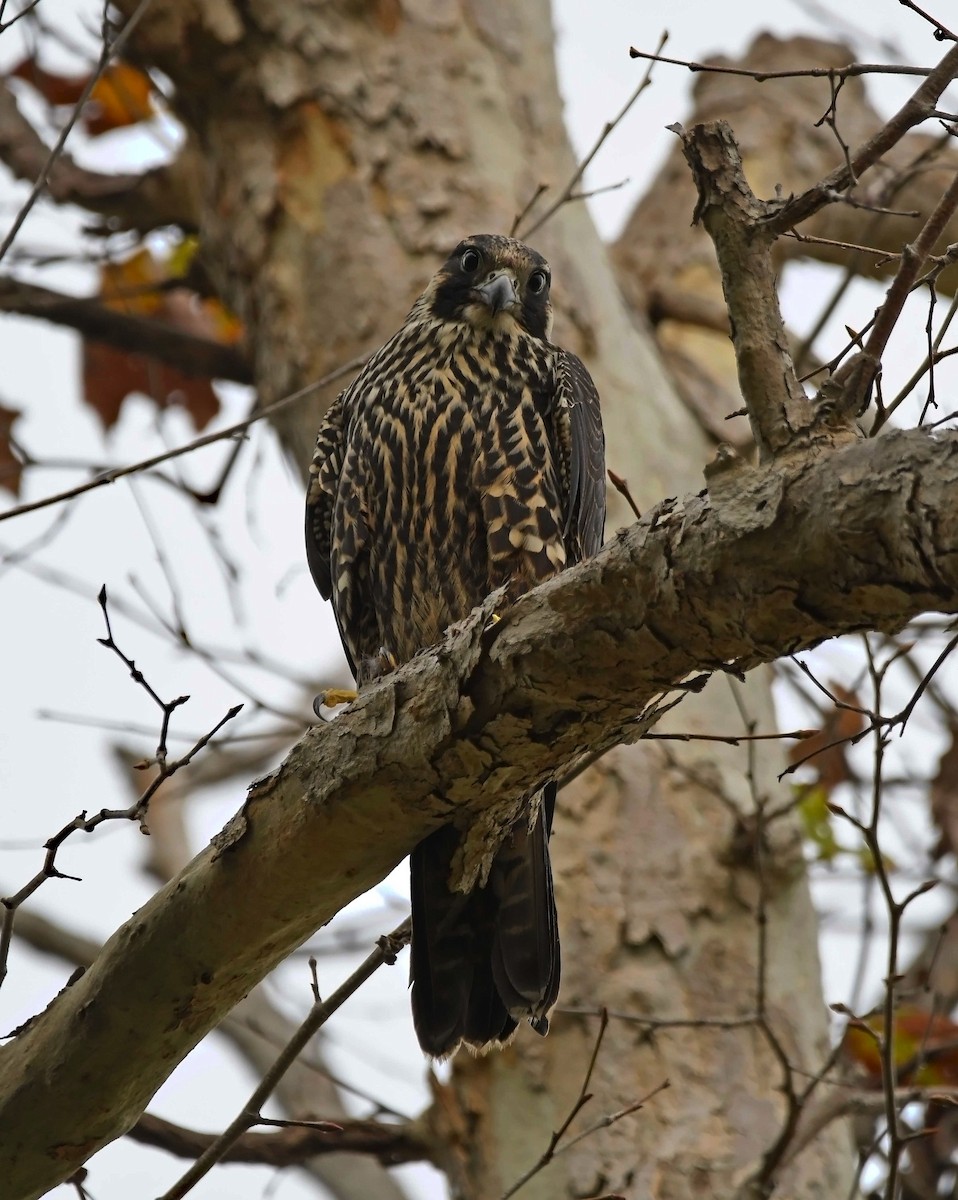 Peregrine Falcon (North American) - ML191354561