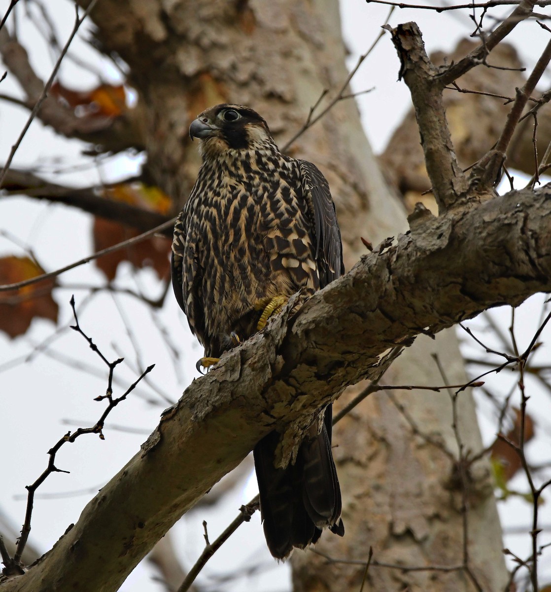 Peregrine Falcon (North American) - ML191354621