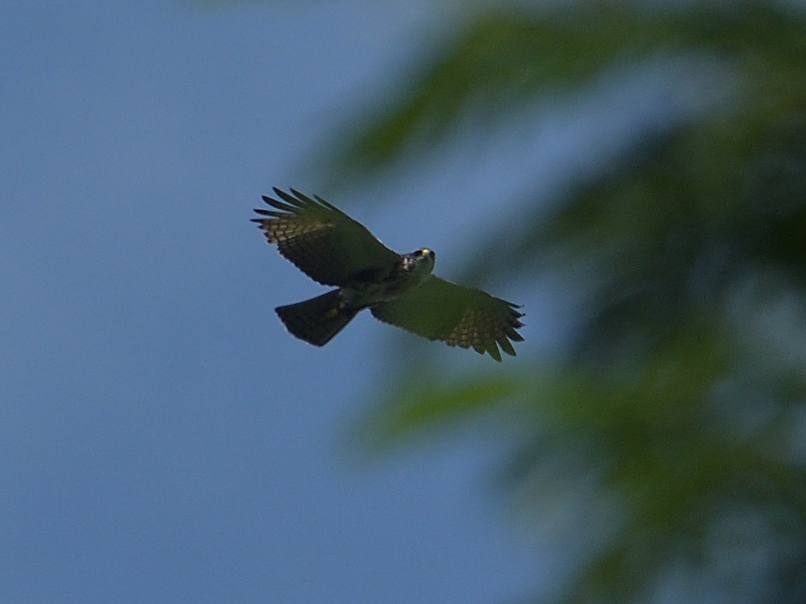 Rufous-bellied Eagle - Choong YT