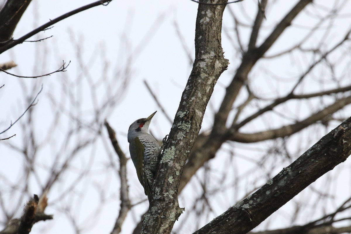 Japanese Woodpecker - ML191357241