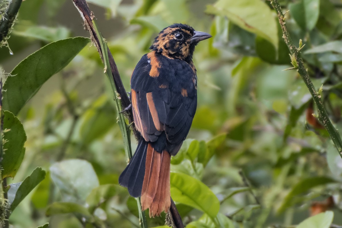 White-lined Tanager - ML191357421