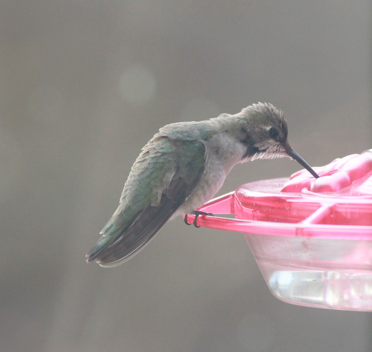 Black-chinned Hummingbird - Bob Fogg